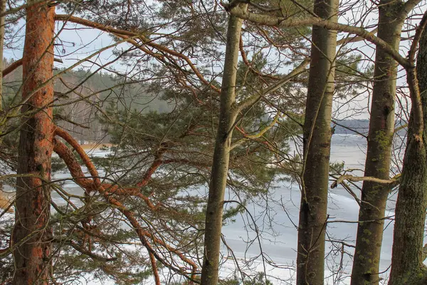 Zbliżenie Gołymi Pnie Drzew Spojrzenie Zamarzniętego Jeziora Nimi — Zdjęcie stockowe