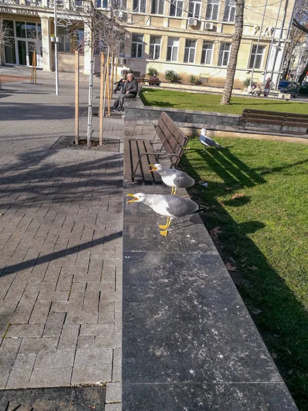 Dos Gaviotas Con Picos Abiertos Sentadas Una Valla Baja Cerca —  Fotos de Stock