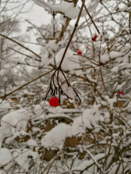 Close Enda Röda Bär Kvist Med Snö Med Droppe Spetsen — Stockfoto