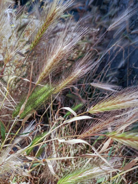 Spikelets Yeşil Sarı Buğday Rüzgarda Eğilerek Close — Stok fotoğraf