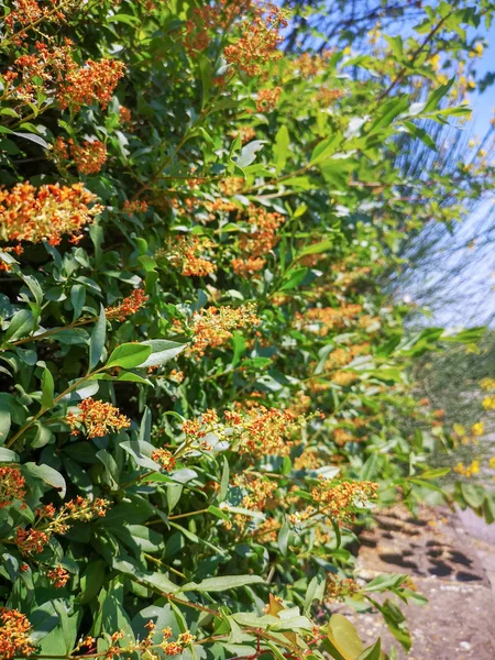 Närbild Ljusa Röda Blommor Orange Blommor Väggen Gröna Buskar — Stockfoto