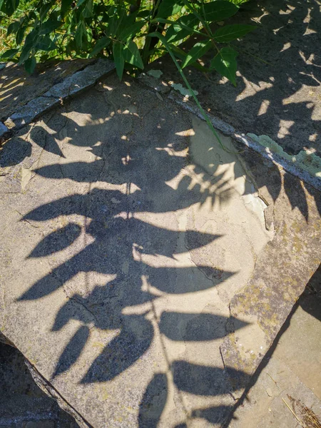 The shadow of the leaves of a green Bush on a stone slab in the city Park