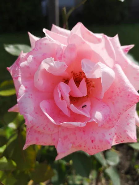 Närbild Rosen Blomma Rosa Med Mörka Fläckar Och Myra Krypa — Stockfoto