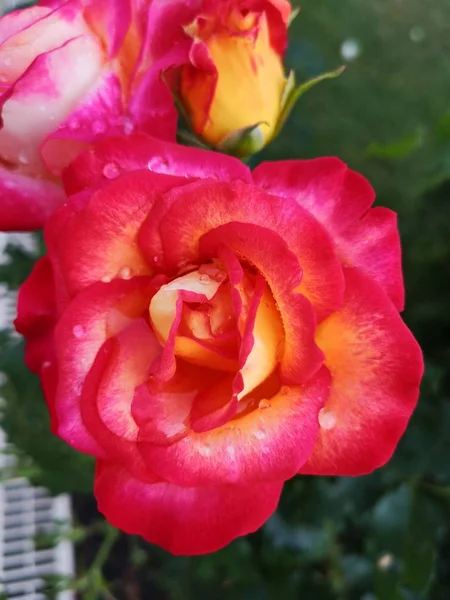 Nahaufnahme Einer Leuchtend Rosa Rosenblüte Mit Gelbem Kern Und Wassertropfen — Stockfoto