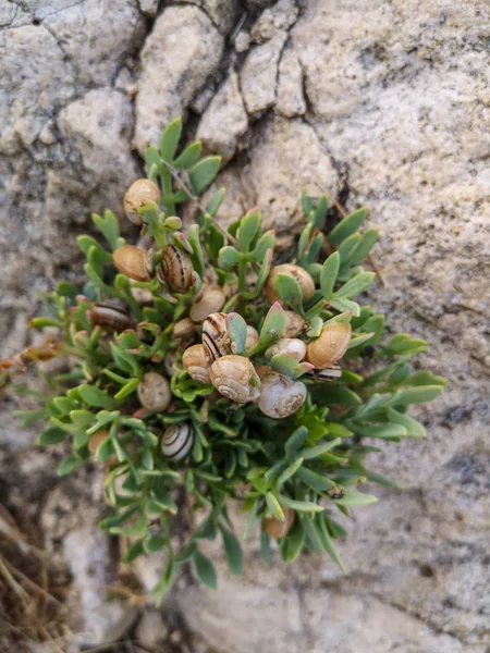 Small Green Bush Growing Rocks All Plastered Tiny Snails — Stock Photo, Image