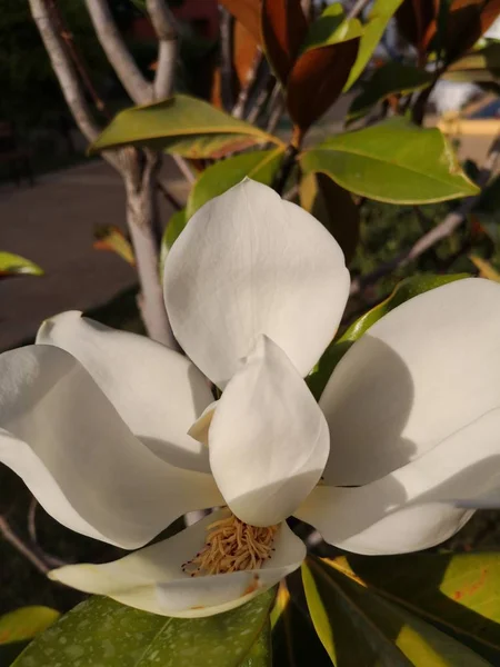 Zbliżenie Dużego Białego Kwitnącego Kwiatu Drzewie Soczystych Zielonych Liści — Zdjęcie stockowe