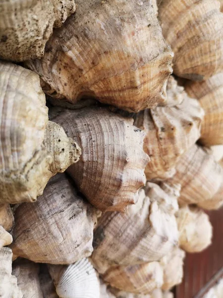 Bej rengin yoğun olarak konulan kabartma kabukları yakın çekim