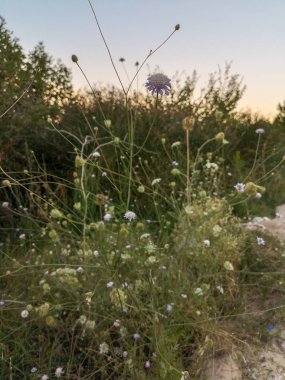 Uzak ağaçların arkasındaki günbatımı gökyüzü arka planda yeşil Bush üzerinde küçük bir Lila-beyaz çiçek