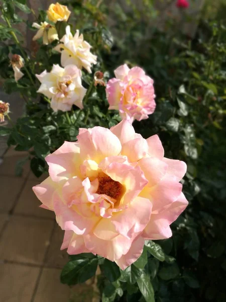 Närbild Delikat Rosen Blomma Kuta Stadsparken — Stockfoto