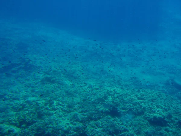 Kleine Fische Schwimmen Auf Einem Korallenriff Unter Blauem Wasser — Stockfoto