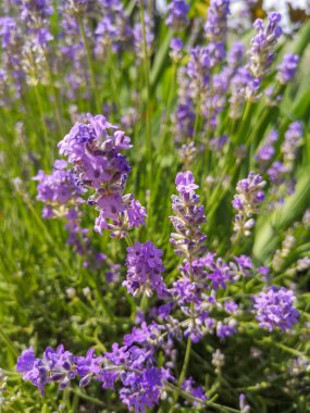 Yeşil bir arka plan üzerinde uzun bir kök üzerinde küçük leylak çiçekleryakın çekim