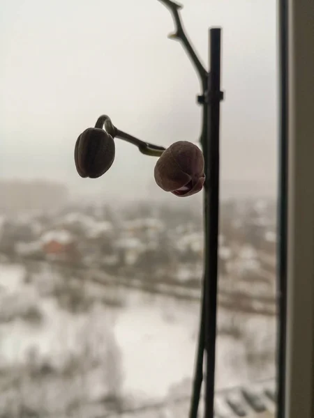 Hangi kış arkasında pencerenin arka planda iki tomurcuklanan Orkide çiçekleri