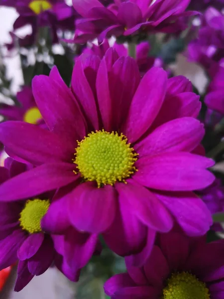 Kabarık sarı-yeşil merkezi ile leylak rengi ile çiçek sprey krizantem yakın