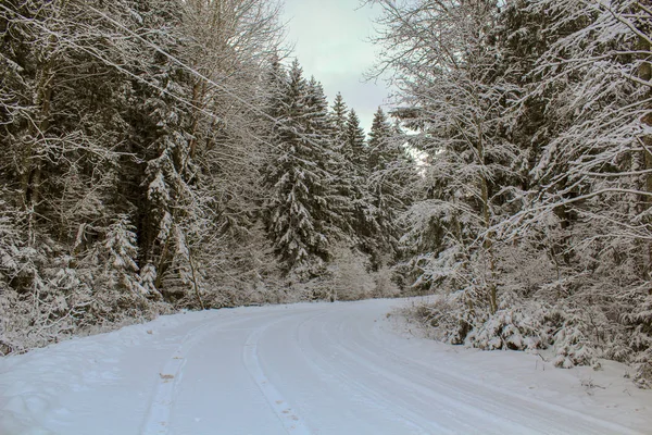 道路は 灰色の空に対して高い雪に覆われた松とモミと冬の森のターンを回ります — ストック写真