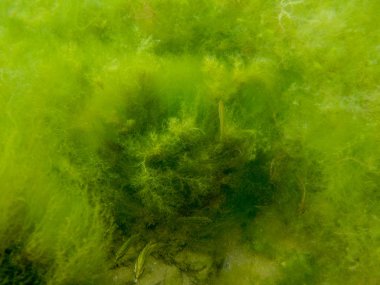 Yakın - su altında akımdan sallayarak yeşil yosun kadar