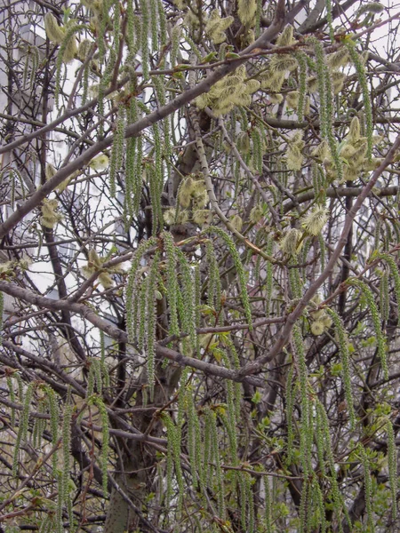 Uma Árvore Nua Botões Fofos Amarelos Borlas Verdes Longas — Fotografia de Stock