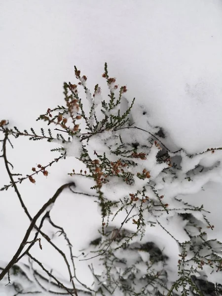 Zweige Eines Grünen Busches Mit Gelben Getrockneten Blüten Ragen Aus — Stockfoto