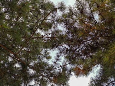 Mavi gökyüzünün arka planında konilerle iç içe geçmiş ladin dalları sarı-yeşil