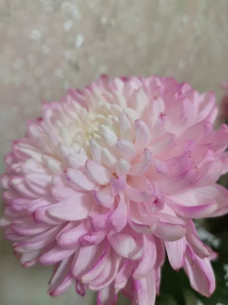 Bej arka plan üzerinde pembe ve beyaz krizantem bir çiçek yaprakları closeup