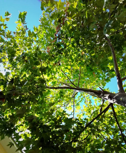 Korony Drzew Jasnymi Zielonymi Liśćmi Błękitne Niebo — Zdjęcie stockowe