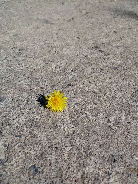 Маленький Желтый Цветок Одуванчика Лежит Посреди Дороги Бросая Маленькую Тень — стоковое фото
