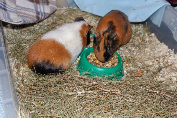 Trefarvede Marsvin Sidder Bur Med Spiser Fra Feeder - Stock-foto