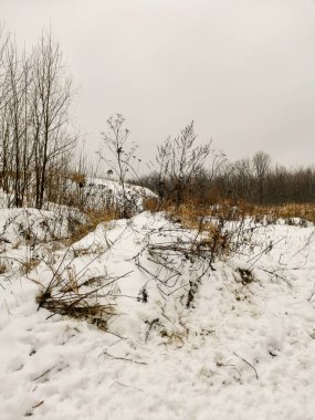 Dalları ve çim yaprakları farklı yönlere sarkan düşük beyaz kar yığınları