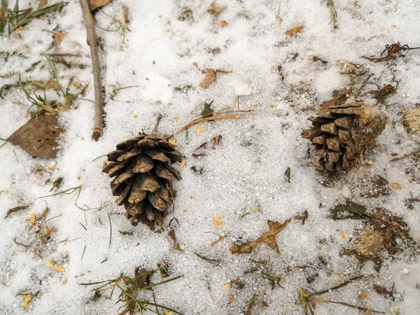 Conos Secos Tumbados Suelo Cubiertos Con Una Fina Capa Nieve — Foto de Stock