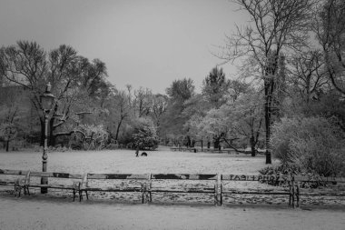 Şehir karla kaplı Park 'ta boş banklar ve köpekli bir adam figürü var.
