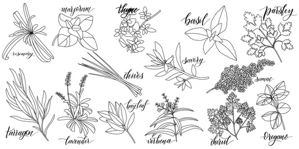 Popular culinary herbs — Stock Vector