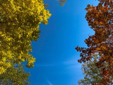Sonbahar ormanı ve mavi gökyüzü güneşli bir günde