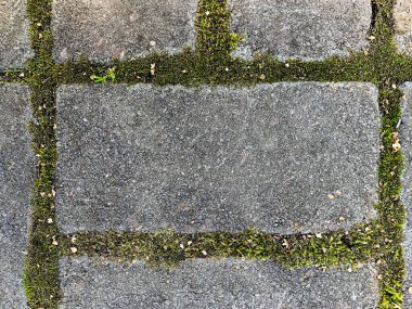 Yosunlu levhalar. Yüksek kalite fotoğraf