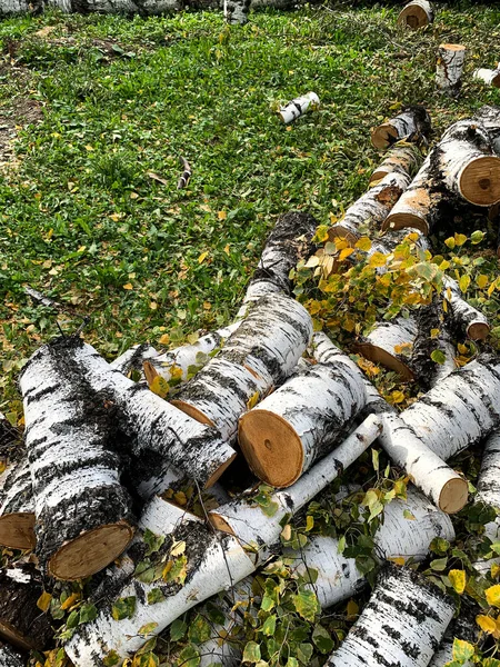 Birch log. Tree cut. High quality photo