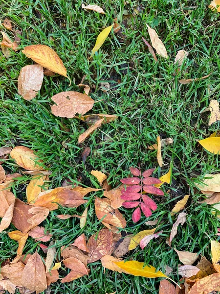 Feuilles d'automne orange sur herbe verte. Photo de haute qualité — Photo