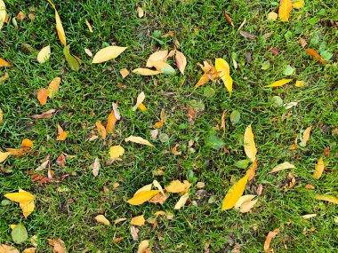 Yeşil çimlerde sonbahar portakal yaprakları. Yüksek kalite fotoğraf