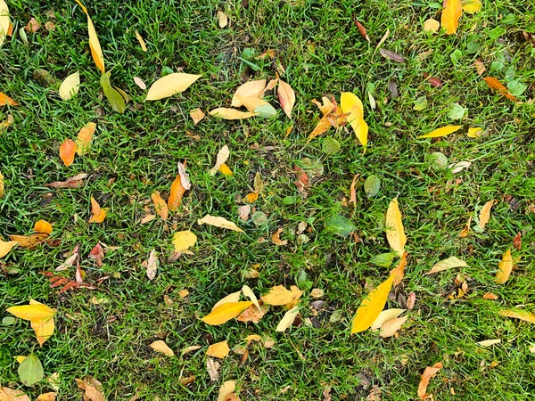 Hojas naranjas otoñales sobre hierba verde. Foto de alta calidad —  Fotos de Stock
