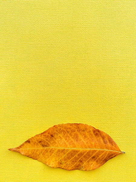 Autumn leaf on a yellow paper background. High quality photo — Stock Photo, Image