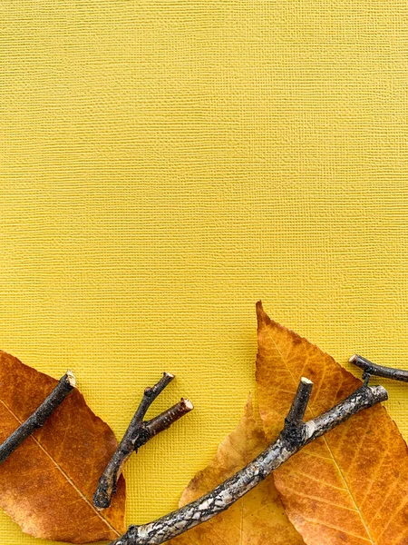 Folhas de outono em um fundo de papel amarelo. Foto de alta qualidade — Fotografia de Stock