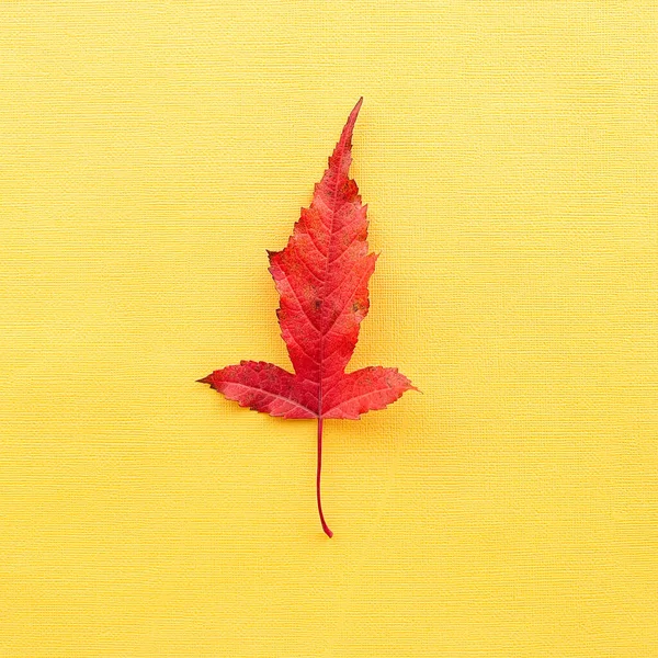 Hoja de otoño sobre un fondo de papel amarillo. Foto de alta calidad —  Fotos de Stock