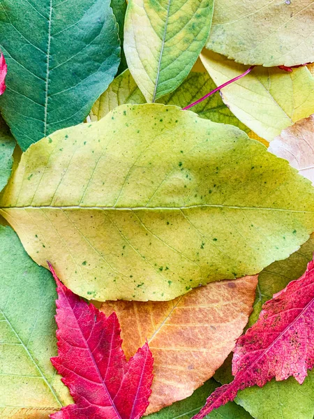 Hojas de otoño sobre un fondo de papel amarillo. Foto de alta calidad —  Fotos de Stock