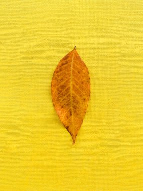 Sarı kağıtta sonbahar yaprağı. Yüksek kalite fotoğraf