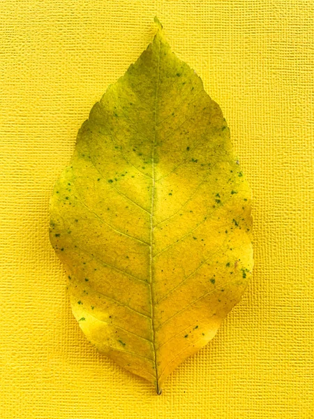 Folha de outono em um fundo de papel amarelo. Foto de alta qualidade — Fotografia de Stock