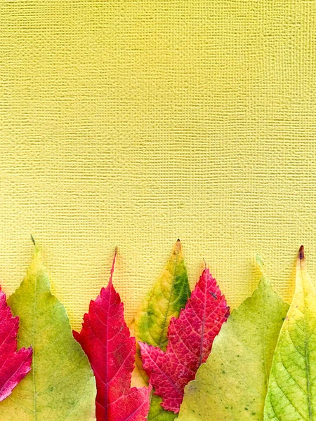 Hojas de otoño sobre un fondo de papel amarillo. Foto de alta calidad —  Fotos de Stock