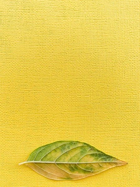 Осенний лист на желтом бумажном фоне. Высокое качество фото — стоковое фото
