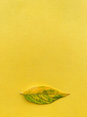 Sarı kağıtta sonbahar yaprağı. Yüksek kalite fotoğraf