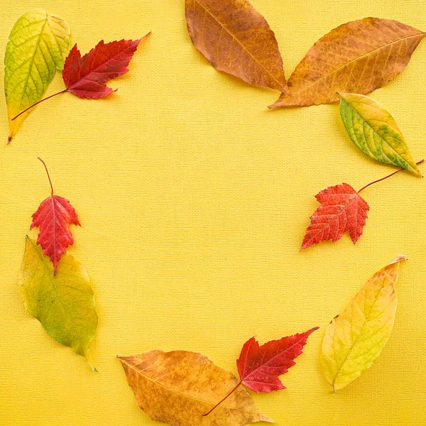 Осіннє листя на жовтому папері. Високоякісна фотографія — стокове фото