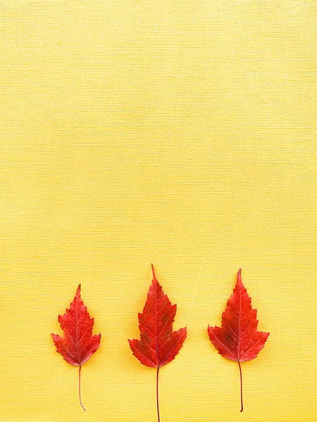Folhas de outono em um fundo de papel amarelo. Foto de alta qualidade — Fotografia de Stock
