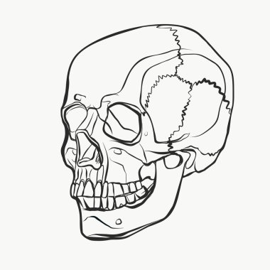 Kafatası elinde çizilmiş tarzı desen. Siyah ve beyaz vektör çizim