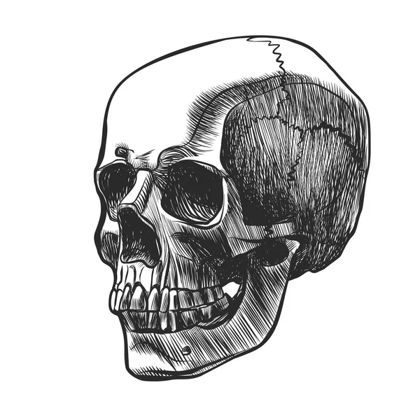 Skull drawn in sketch style. Vector black and white illustration — Stock Vector