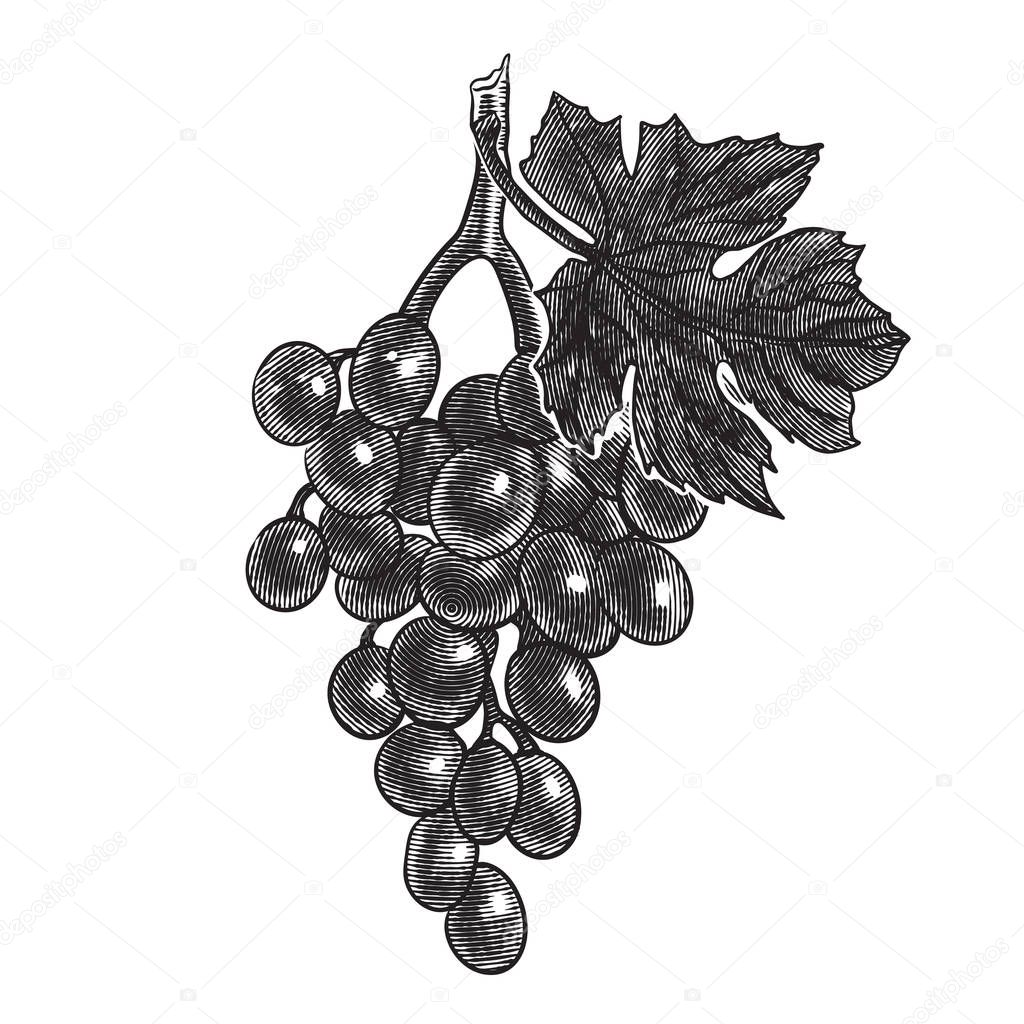 grape vine close up. vector illustration in engraving style